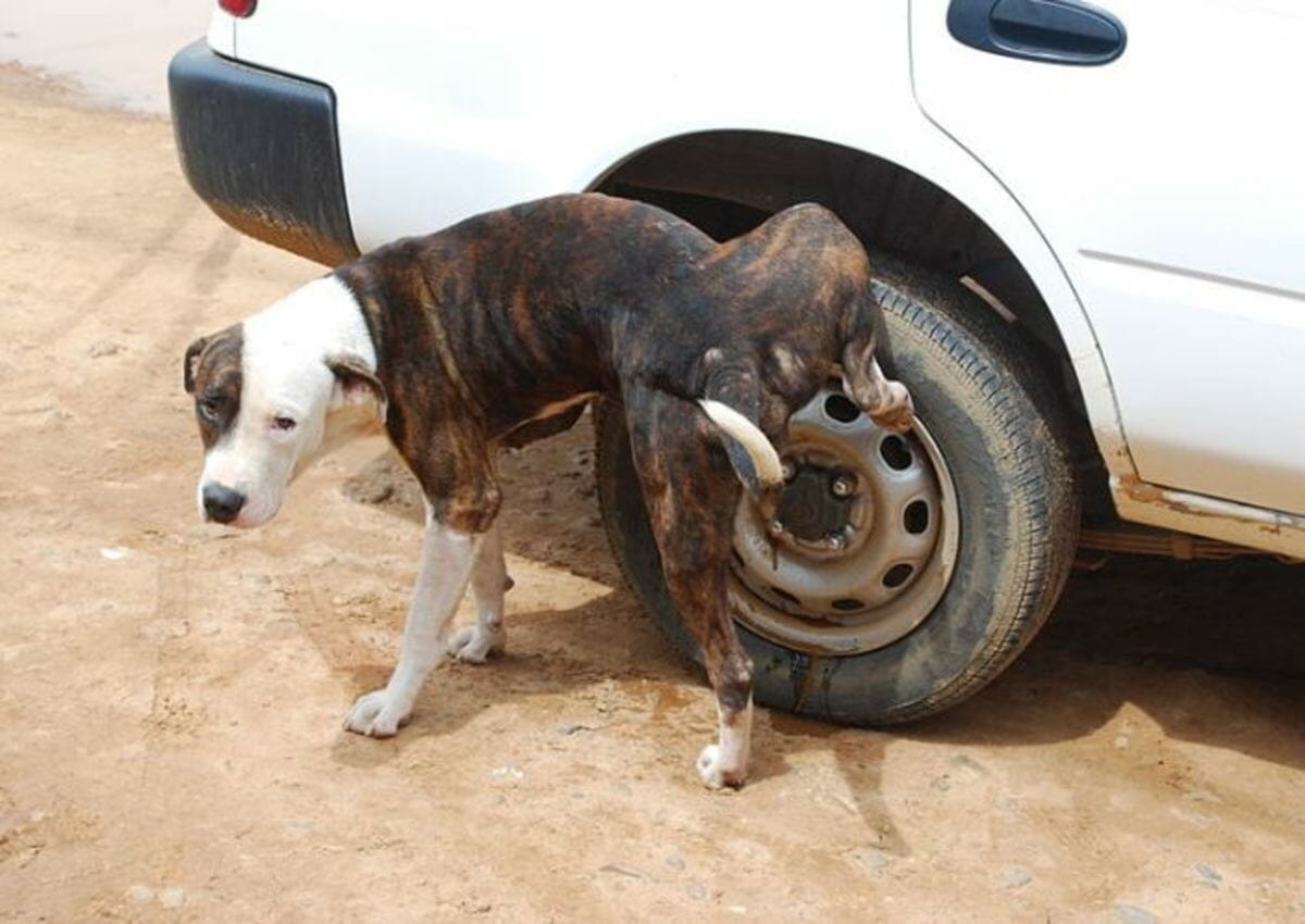How To Stop Dogs From Peeing On Car Tires
